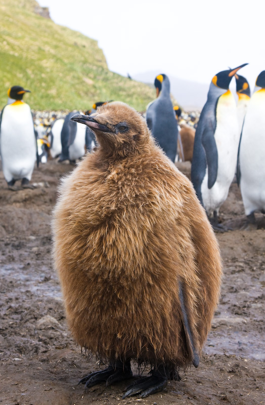 Juvenile King Penguin